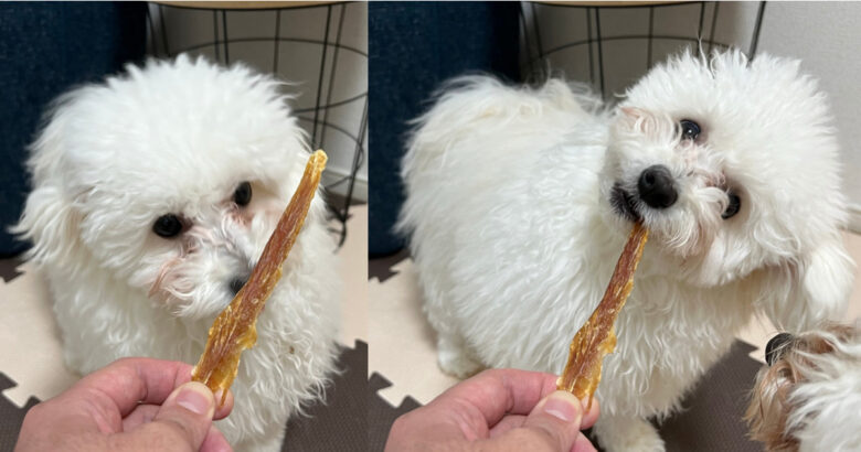鴨肉を食べる白い犬