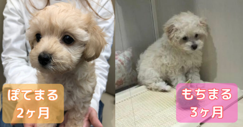 2頭の飼い主 マルプーの体重の推移を子犬から成犬にかけて完全公開します ぽてもちの家 2頭の飼い主 マルプーの体重の推移を子犬から成犬にかけて完全公開します ぽてもちの家