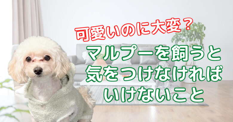 飼い主が伝える マルプーはお世話が大変なのか 苦労したこと 嬉しかったこと ぽてもちの家