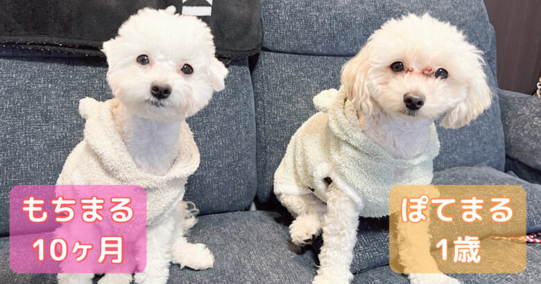 10ヶ月の白い犬と1歳のアプリコットの犬