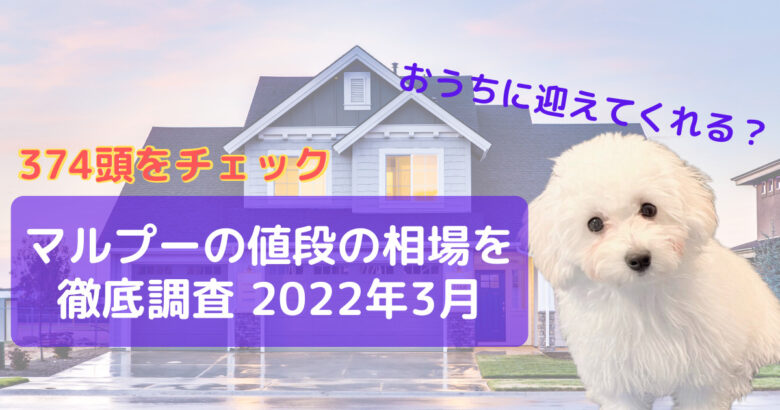 374頭を調査 ミックス犬マルプーの値段の相場の完全把握 22年3月時点 ぽてもちの家