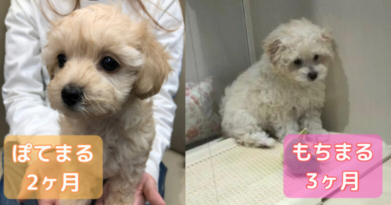 2ヶ月のアプリコットの犬と3ヶ月の白い犬