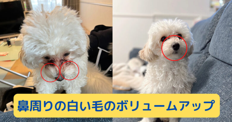 白い犬の鼻の周りの毛をボリュームアップ