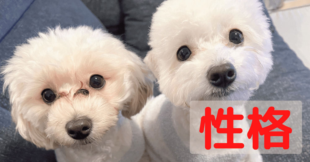 マルプー2頭の飼い主がマルプーが可愛くないと言われる3つの理由を説明します ぽてもちの家