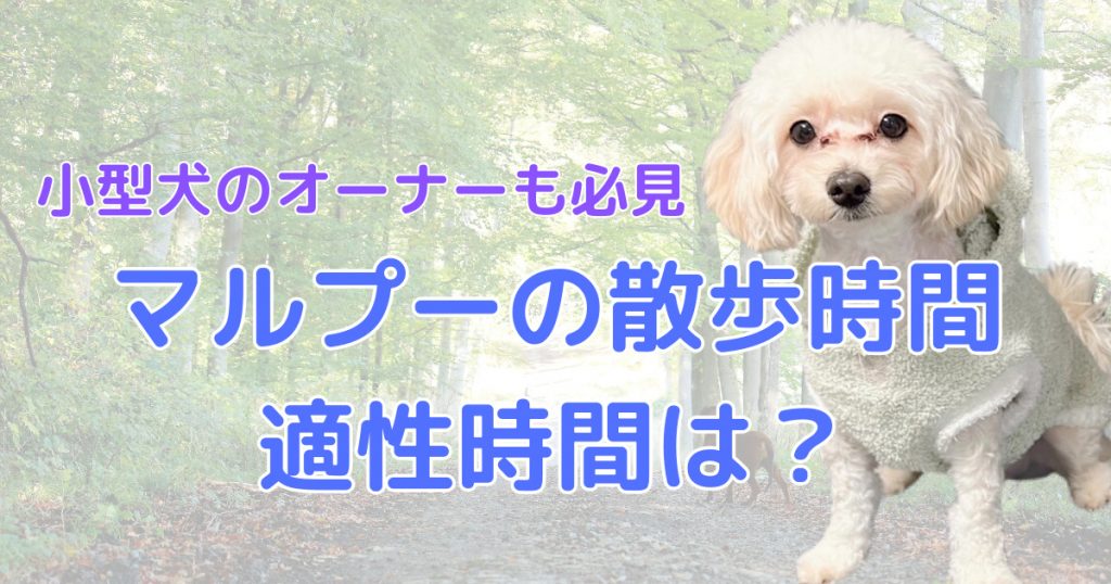 79名の先輩飼い主さん 小型犬 マルプーの散歩時間のリアルな実態を徹底調査しました ぽてもちの家