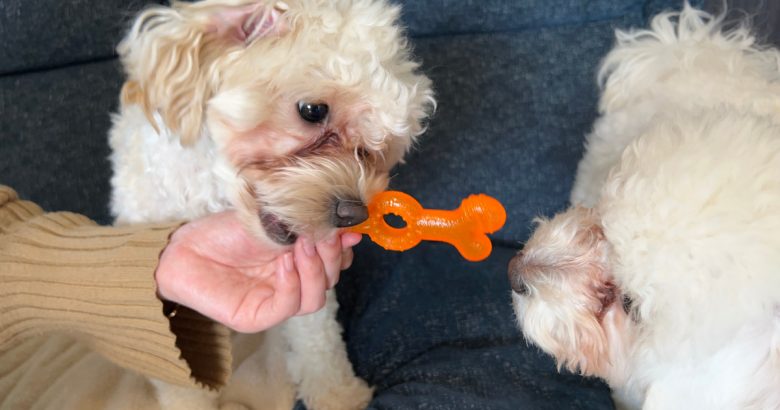 オレンジ色のおもちゃで遊ぶ犬
