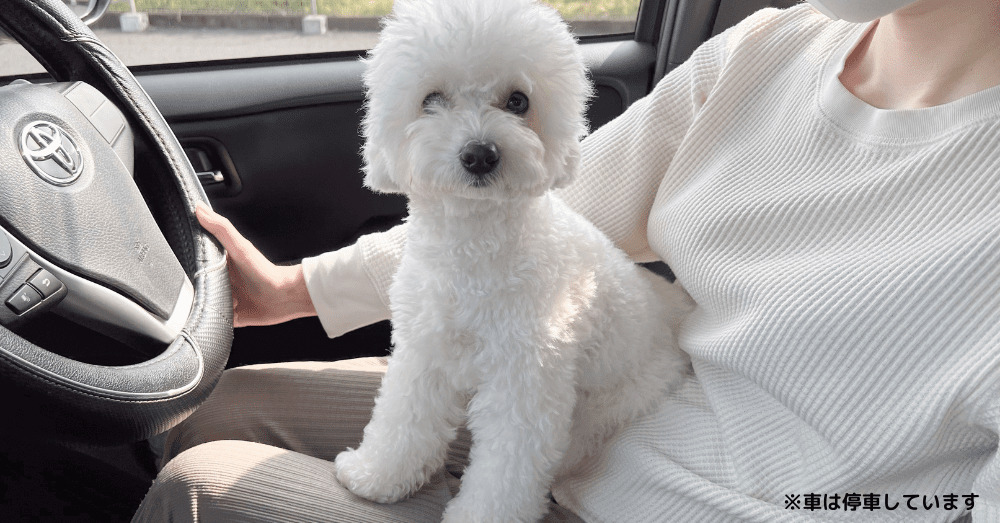 車内で膝の上に乗る白い犬
